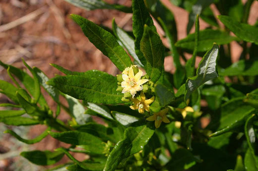 Fadogia Agrestis: The Emerging Natural Testosterone Booster